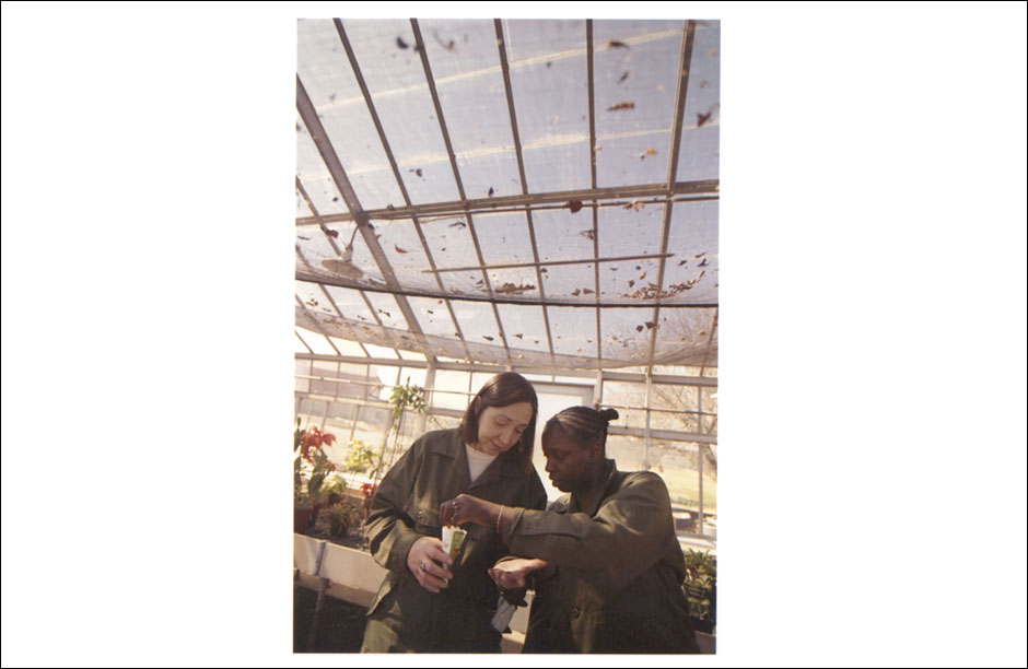 Inmates work in the green house of the Rikers Island Rehabilitation Program