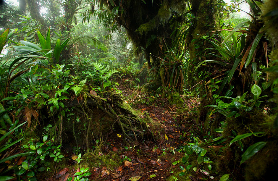 The lush rain forest of the Darien Gap in Panama