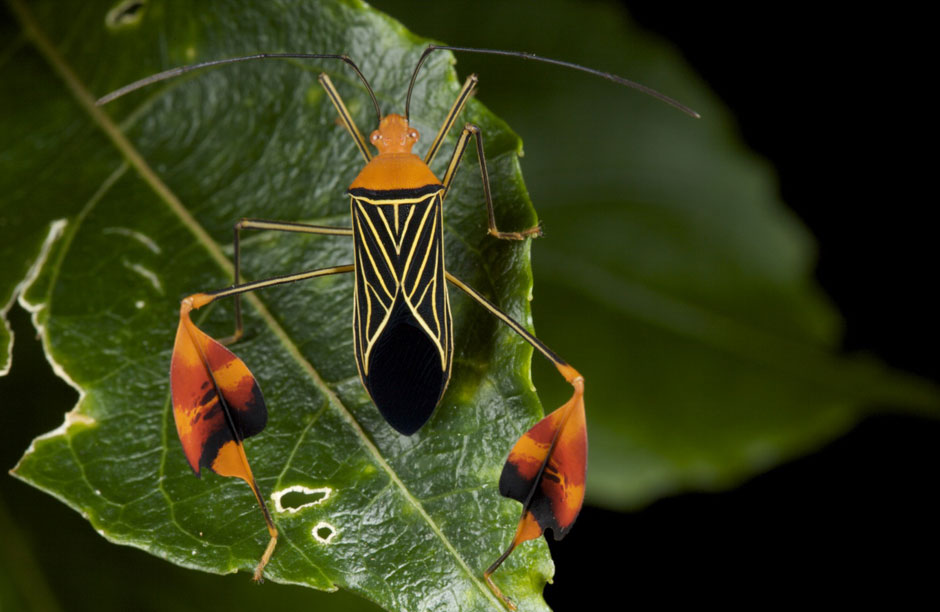 Flag Footed Bug. Image by Anand Varma