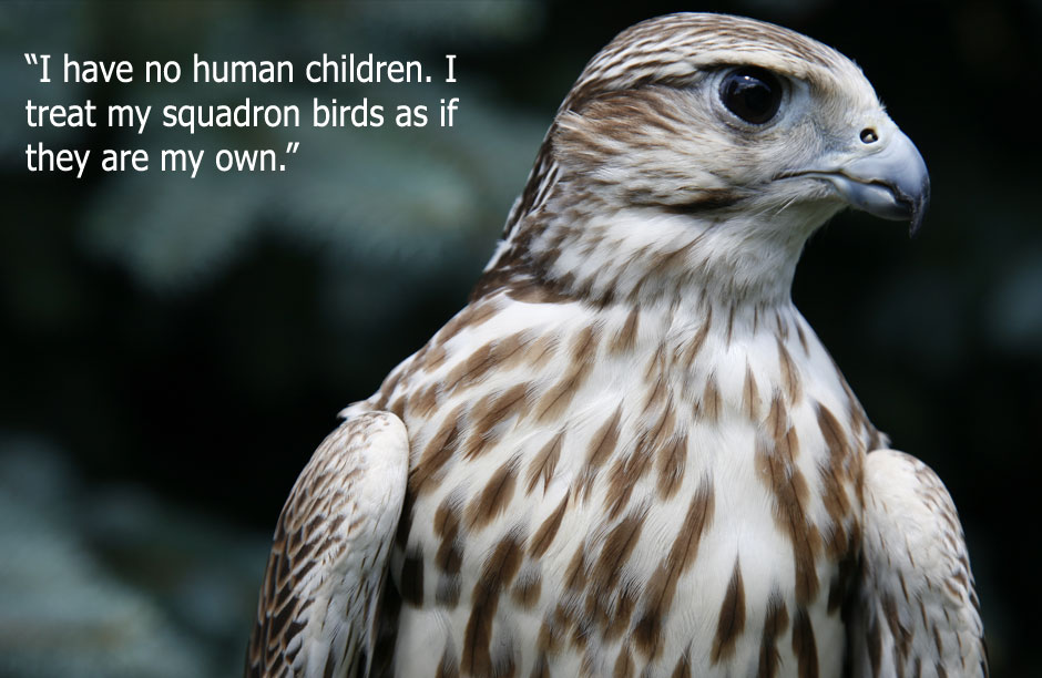 Portrait of Chopin, a male Saker falcon from the Ronin Air squadron. Image by Claire Scoville.