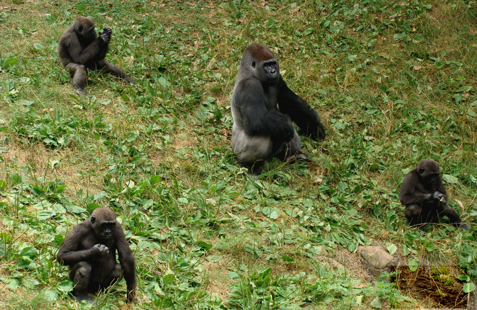 Top Left (clockwise): Kazi, Taz, Kali and Gunther hanging out at Zoo Atlanta.