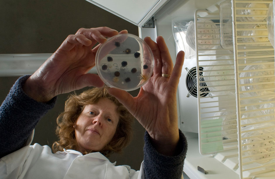 Samples being checked and stored at the Kew Millennium Seed Bank where the seeds of 10% of the world's wild species of plants is stored. By 2025 they expect to reach 25%.