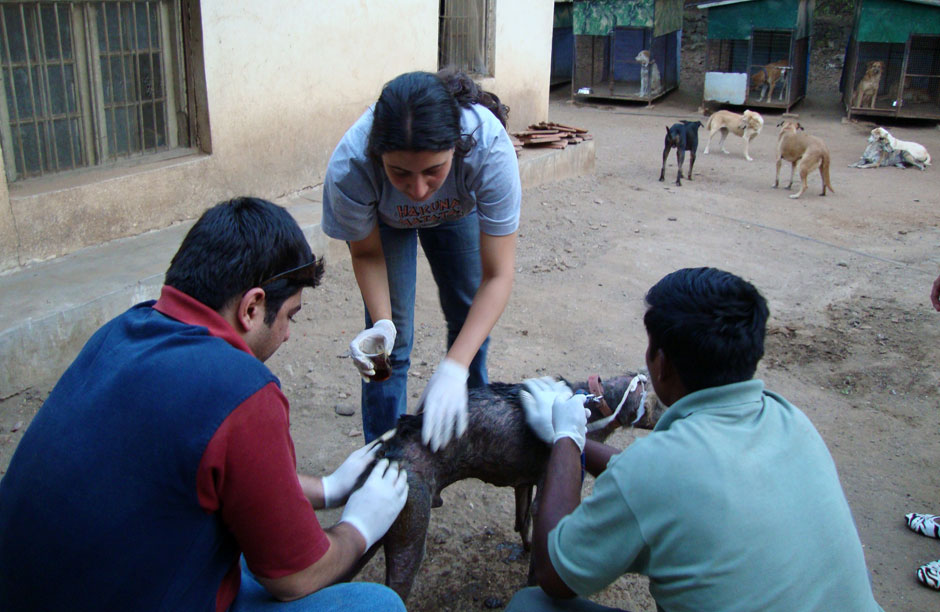 In addition to two on staff vet technicians ResQ trains volunteers to respond to injured animals they come across in their neighborhoods