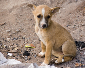 Puppy India