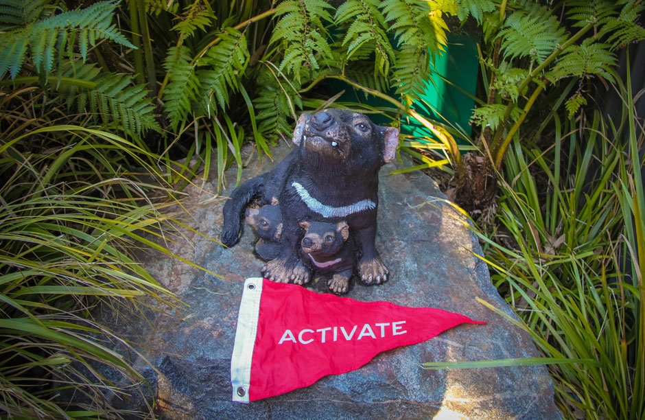 Activate-Australia--Tasmanian-Devil