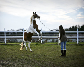 "During the three years I was domesticating my horse there was an exchange going on. Something wild was being trained, or rather untangled within me." Image Above: A photo from the early days of training my mare. The process, which is often referred to as "breaking a horse", ended up opening my eyes to an outdated power dynamic.