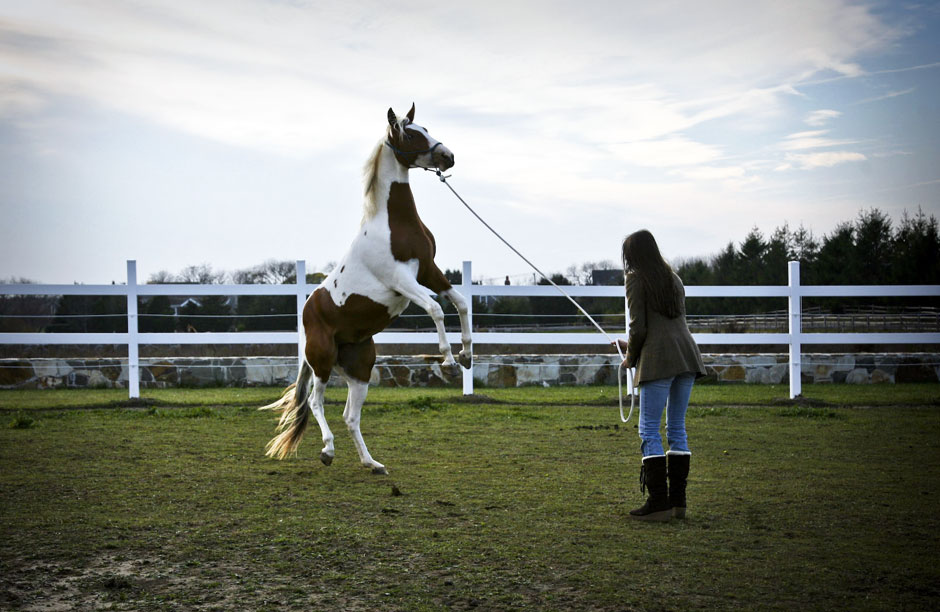 "During the three years I was domesticating my horse there was an exchange going on. Something wild was being trained, or rather untangled within me." Image Above: A photo from the early days of training my mare. The process, which is often referred to as "breaking a horse", ended up opening my eyes to an outdated power dynamic. 