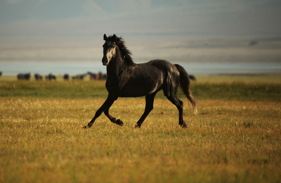 In 2010 ARM and the nonprofit group Respect 4 Horses campaigned to stop the Bureau of Land Management from rounding up and culling a herd of wild mustangs in Nevada. They are now protected and roaming free on Walker Lake in Nevada. ARM now monitors the "Walker" herd and ensures that they remain protected.