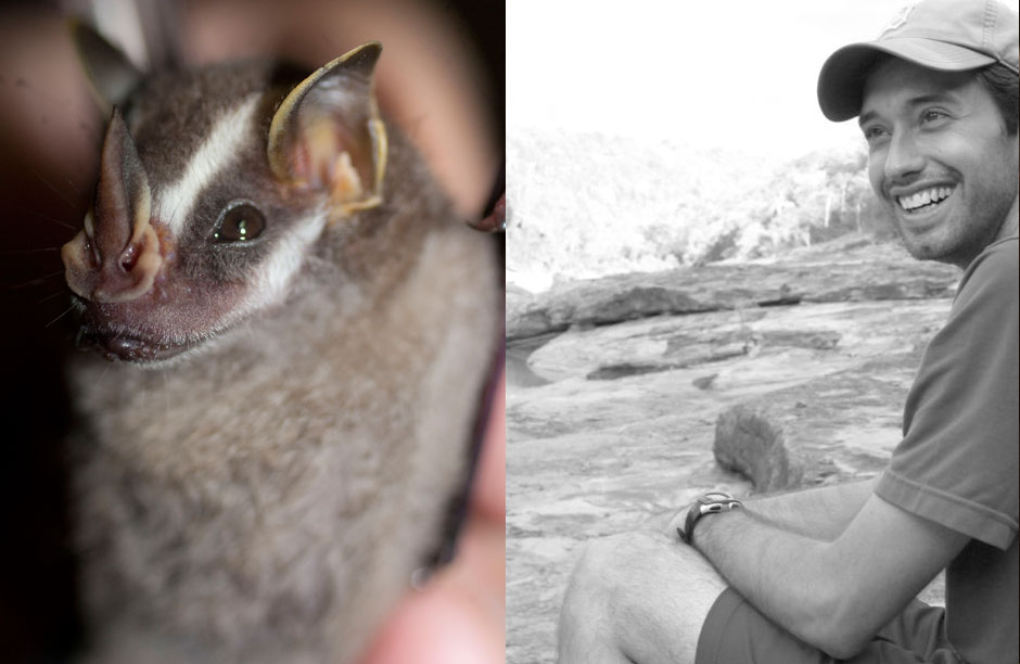 Image Left: Portrait of an Uroderma bilobatum also known as the “Tent Making Bat”.  Image Right: Research Biologist Teague O’ Mara has been a resident biologist at the Smithsonian Tropical Research Institute in Panama for the past 3 years.