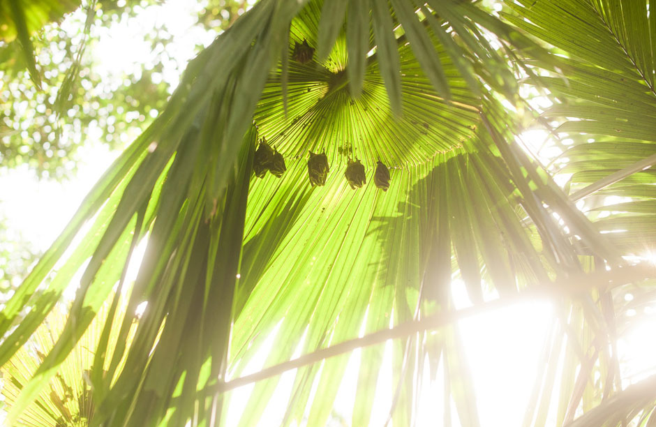 The “Tent Making Bats” construct “tents” out of large, fan-shaped palm leaves by severing the midribs of the leaves, and as a result, the leaves collapse and the whole structure becomes a water-resistant, sunshade teepee. The tent is occupied by a single, or occasionally two, adult males and their “harem” of 5 to 10 females.