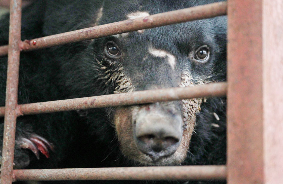 From the Russian Mafia in Siberia to freelance poachers in Thailand, journalist Ben Davies provides a voice for the animals tied to an endless cycle of enslavement and slaughter for the value they bring to the black market of endangered species trade. Here we enter the world of bear farms - where the Asiatic black bears or “Moon” bears are taken from the wild, bred, caged, and continually tapped for the bile in their gallbladder - a remedy used in traditional Chinese medicine to treat liver disease. Images provided by Animals Asia, a foundation that started rescuing Moon bears in 1994.