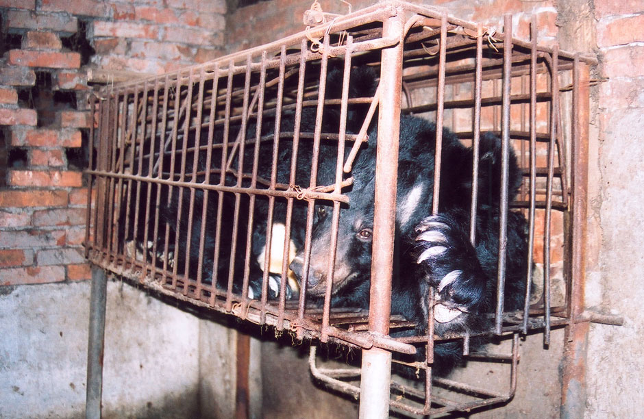 Shamrock is one of six bears at the Animals Asia China sanctuary who was rescued from an illegal bile farm in China’s Sichuan province in January 2013. Despite his traumatic experiences on the farm, Shamrock quickly began to show signs of recovery. Images provided by Animals Asia, a foundation that started rescuing Moon bears in 1994. Their founder and CEO, Jill Robinson MBE, Dr.med.vet. h.c., is widely recognized as the world’s leading expert on the cruel bear bile industry, having campaigned against it since 1993.