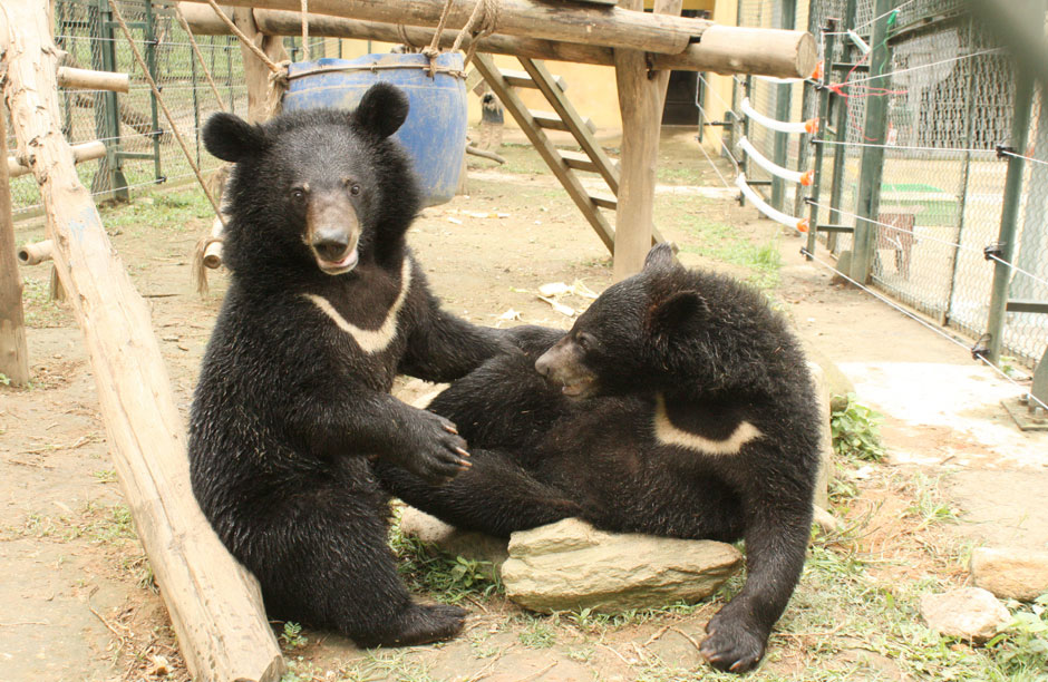 Ricky and Joey (two Moon bears) were rescued in Northern Vietnam in September of 2012 and brought to Animals Asia sanctuary in Chengdu, China. They were confiscated when they were spotted being transported in a basket on a motorbike, having been purchased from a poacher. Images provided by Animals Asia, a foundation that started rescuing Moon bears in 1994.