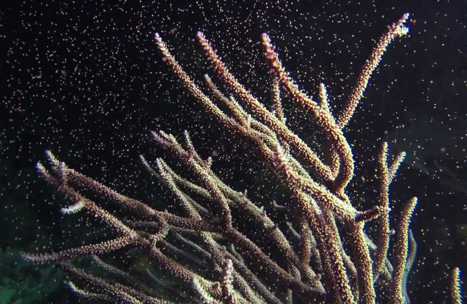 Coral spawning occurs in the summer months - often around the full moon. During a spawning, corals will release sperm and egg into the water to create larvae which then must survive predators and unfavorable currents to eventually settle upon coral reefs where the larvae can latch and grow into maturity.