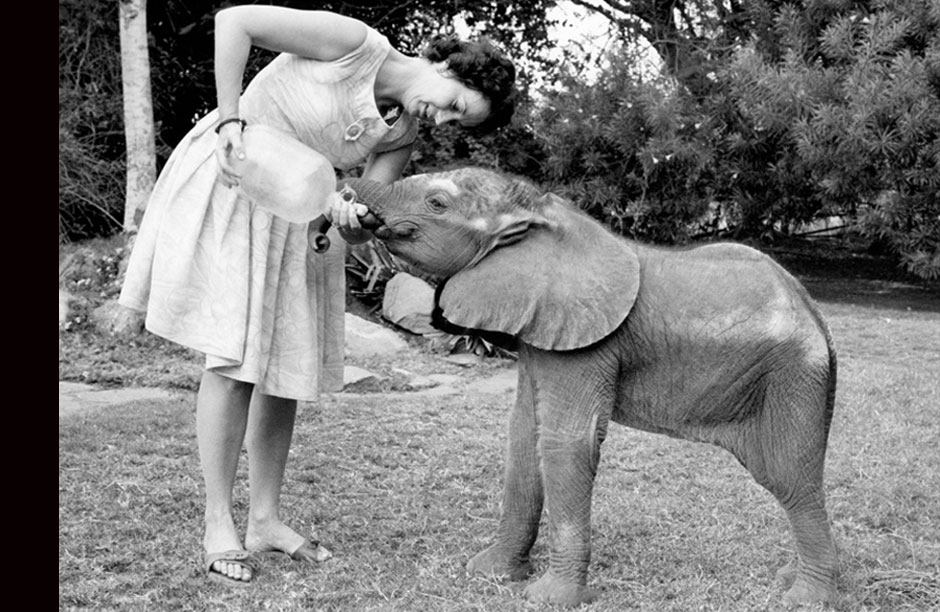 Dr. Dame Daphe Sheldrick, founder of The David Sheldrick Wildlife Trust and author of "Love, Life and Elephants: An African Love Story", feeding an orphan elephant a special formula she created to keep orphaned infant elephants alive during their first crucial year.