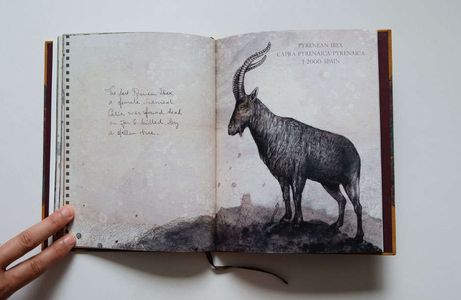 A portrait of Celia, the last Pyrenean ibex from "Cabinet of Extinction", a 52-page book by Johanna Magoria that portrays animals that have gone extinct within the past 500 years due to human intervention.