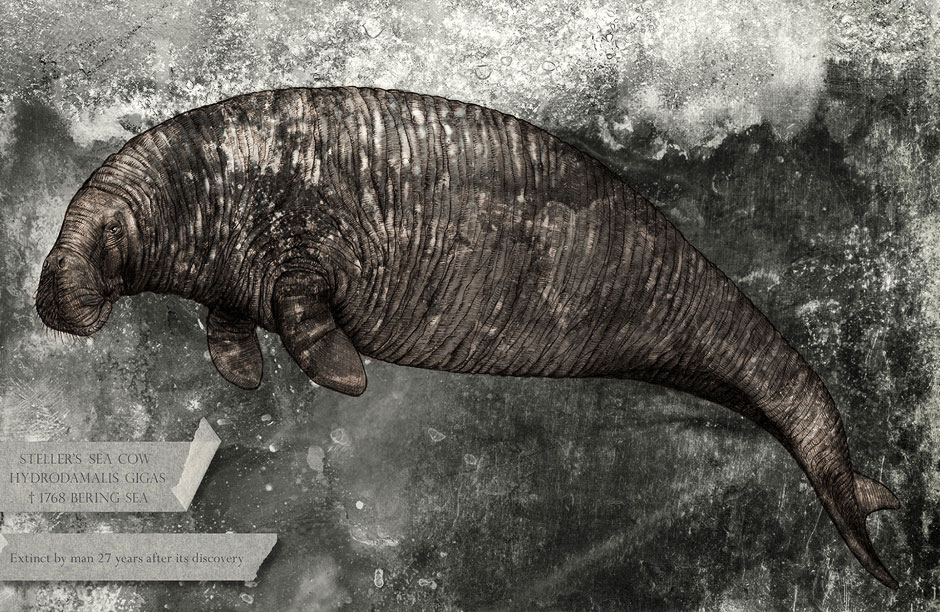 A portrait of the now extinct Stellar's Sea Cow from "Cabinet of Extinction", a 52-page book by Johanna Magoria that portrays animals that have gone extinct within the past 500 years due to human intervention.