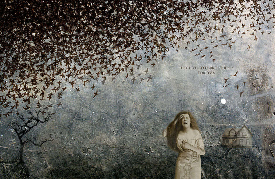 The Passenger Pigeon once filled the skies of North America in giant flocks. The species went from being one of the most abundant birds in the world during the 19th century to extinction at the beginning of the 20th century. Illustration by Johanna Magoria from her book "Cabinet of Extinction".