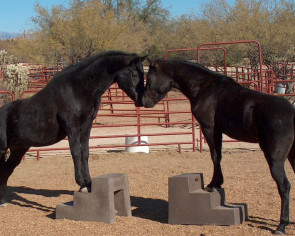 Merlin (left), a black Arabian stallion and his son Spirit (right) courtesy of Linda Kohanov and Eponaquest Ranch in Amado, Arizona. Merlin, now deceased, was one of the many four legged teachers at Eponaquest Worldwide.