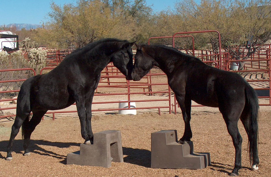 Merlin (left), a black Arabian stallion and his son Spirit (right) courtesy of Linda Kohanov and Eponaquest Ranch in Amado, Arizona. Merlin, now deceased, was one of the many four legged teachers at Eponaquest Worldwide.