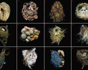 Twelve 22x22 inch archival pigment prints of nests created by birds from all over the world. All photographs by Sharon Beals featured in her book "Nests: Fifty Nests And The Birds That Built Them". 1. Golden-hooded Tanager (Tangara larvata) 2008. 2. Golden-winged Warbler (Vermivora chrysoptera) 2012. 3. Akeke’e (Loxops caeruleirostris) 2008. 4. Hoary Redpoll (Acanthis hornemanni) 2007. 5. Spotted Nightingale-thrush (Catharus dryas harrisoni) 2008. 6. Caspian Tern (Hydroprogne caspia) 2008. 7. Verdin (Auriparus flaviceps) 2007. 8. Social Flycatcher (Myiozetetes similis) 1991. 9. Altamira Oriole (Icterus gularis) 2008. 10. Tree Swallow (Tachycineta bicolor) 2012. 11. Bullock’s Oriole (Icterus bullockii) 2012. 12. Swainson's Thrush (Catharus ustulatus)