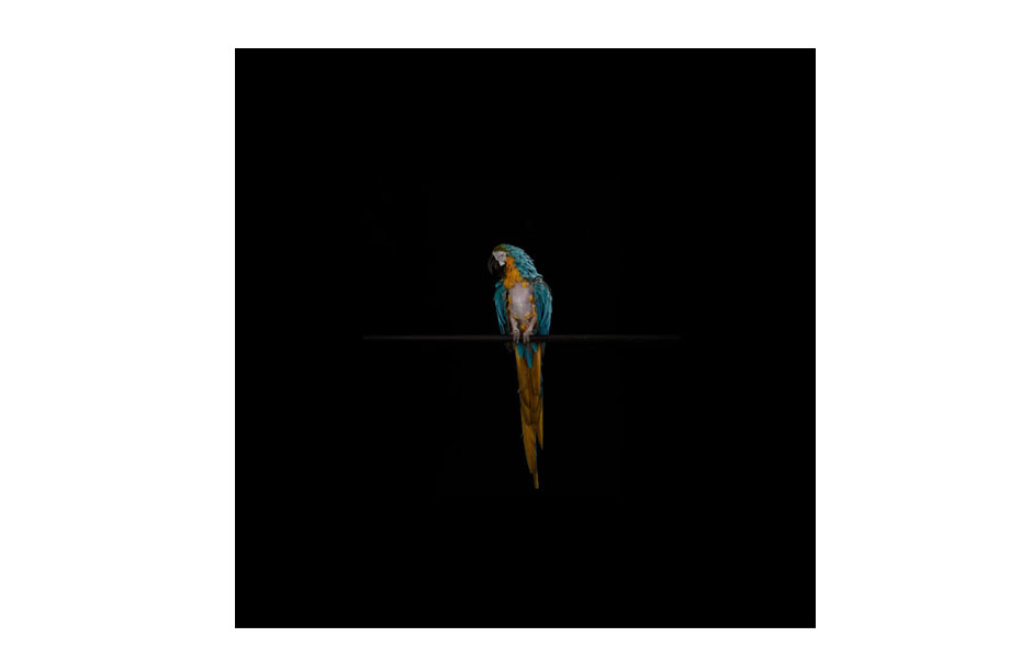 Black Square XI. Blue and Gold Macaw, 'Amiga', suffering from feather destructive disorder. In captivity many birds develop feather destructive disorder as a result of conditions including lack of psychological and emotional stimulation, stress, lack of companionship and limited freedom. Archival Inkjet Print, 31 1/2 x 31 1/2 inches (80 x 80 cm) 