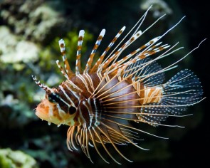 Lionfish