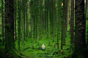 Forest Bath